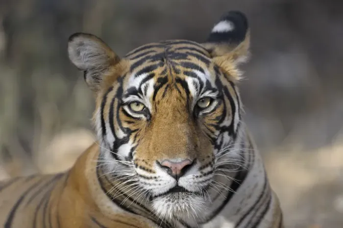 Framed Print : Bengal Tiger (Panthera tigris tigris) portrait, India, Rajasthan, Sawai Madhopur Framed Print : Bengal Tiger (Panthera tigris tigris) portrait, India, Rajasthan, Sawai Madhopur