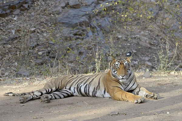 Bengal Tiger ( Panthera tigris tigris) relaxing, looking at camera, India, Ranthambore