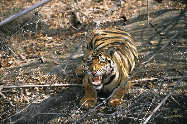 Bengal tiger (Panthera tigris tigris) snarling, India, Madhya Pradesh