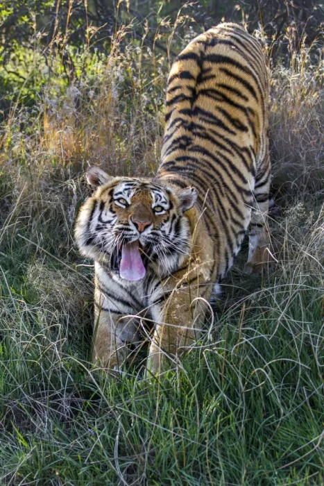 Framed Print : Bengal Tiger (Panthera tigris tigris) stretching and yawning, Tiger Canyons, Free State Framed Print : Bengal Tiger (Panthera tigris tigris) stretching and yawning, Tiger Canyons, Free State
