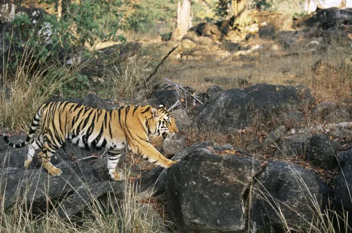 Framed Print : Bengal tiger (Panthera tigris tigris) walking over rocks, India, Madhya Pradesh