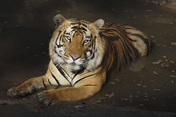 Bengal Tiger (Panthera tigris tigris) in water, India, Madhya Pradesh, Bandhavgarh