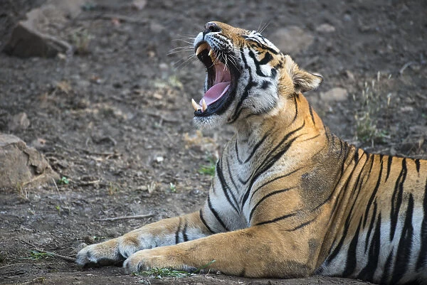 Bengal tiger (Panthera tigris tigris) yawning, India, Rajasthan