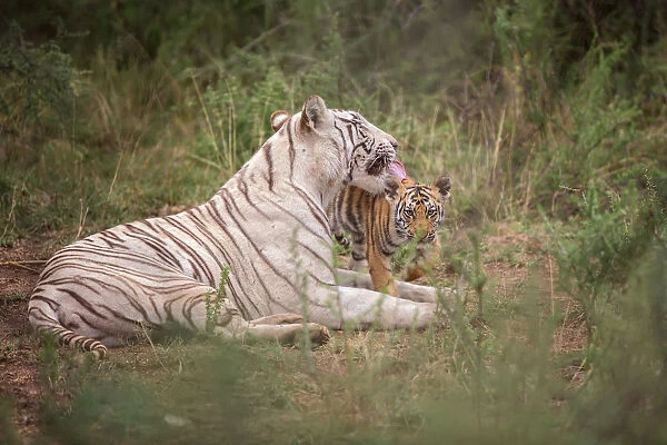 Bengal Tiger (Panthera tigris) white morph mother with cub, captive, Philippolis