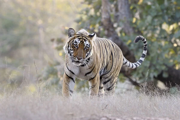 Bengal Tiger walking in grass, with low angle., India, Rajasthan, Sawai Madhopur