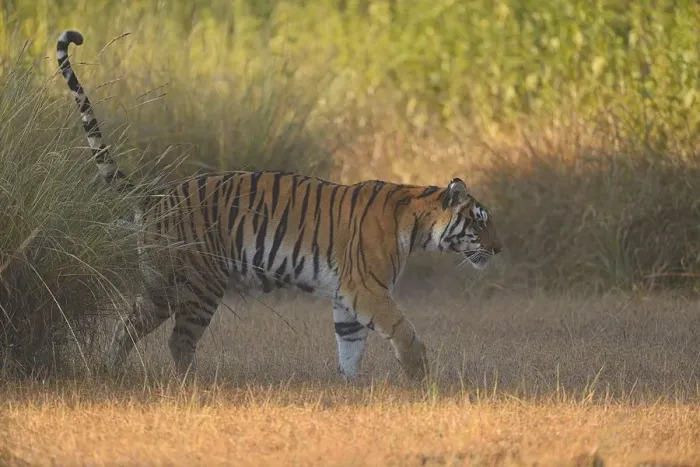Framed Print : Bengal Tigress (Panthera tigris) is marking her territory while crossing an open field Framed Print : Bengal Tigress (Panthera tigris) is marking her territory while crossing an open field