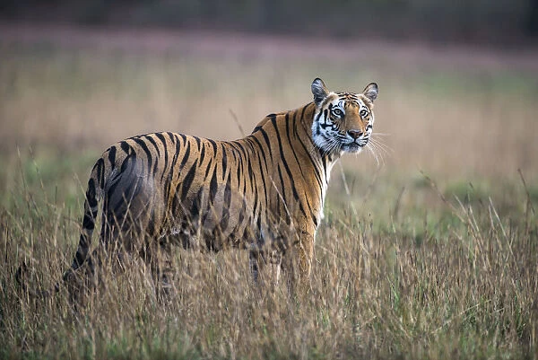 Bengal tigress (Panthera tigris tigris) in meadow, India, Madhya Pradesh