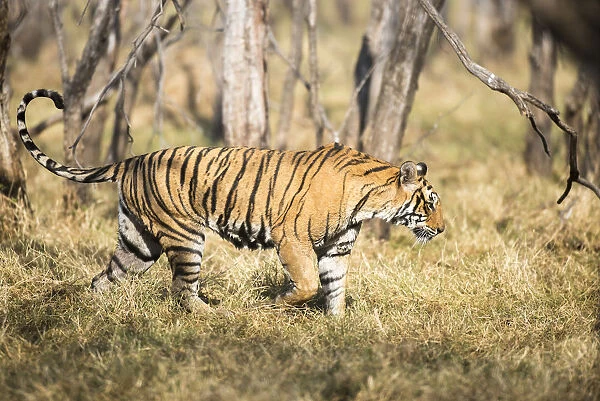 Bengal tigress (Panthera tigris tigris) on the move, India, Rajasthan