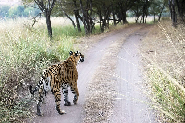 Bengal tigress (Panthera tigris tigris) on track, India, Rajasthan