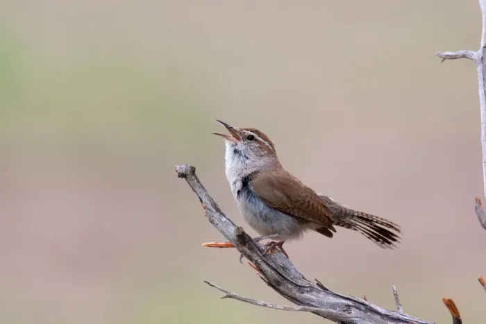 Framed Print : Bewicks Wren (Thryomanes bewickii) singing, Texas, USA Framed Print : Bewicks Wren (Thryomanes bewickii) singing, Texas, USA