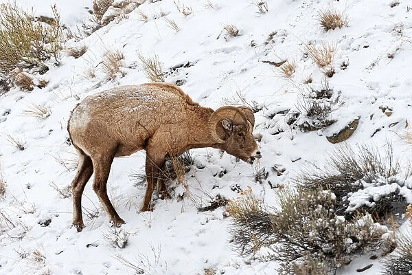Bighorn Sheep (Ovis canadensis) foraging in the snow near the west entrance