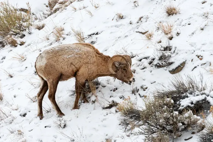 Framed Print : Bighorn Sheep (Ovis canadensis) foraging in the snow near the west entrance Framed Print : Bighorn Sheep (Ovis canadensis) foraging in the snow near the west entrance