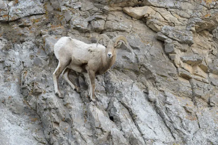 Framed Print : Bighorn Sheep (Ovis canadensis) male, ram, standing on cliff, looking at camera, National Elk refuge, Jackson, Wyoming, USA, Grand Teton National Park, Wyoming, USA Framed Print : Bighorn Sheep (Ovis canadensis) male, ram, standing on cliff, looking at camera, National Elk refuge, Jackson, Wyoming, USA, Grand Teton National Park, Wyoming, USA