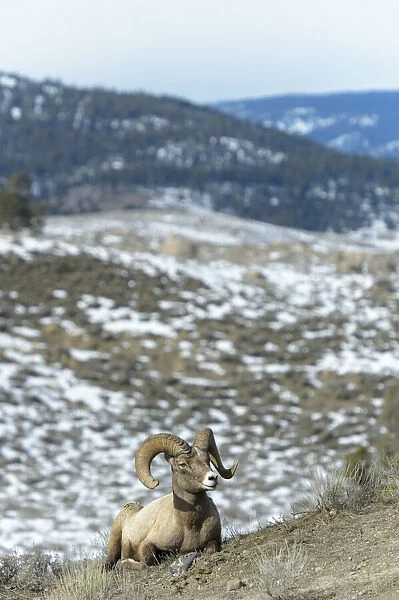 Bighorn Sheep (Ovis canadensis) male lying down, Yellowstone national park, Wyoming, USA