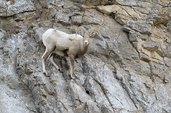 Bighorn Sheep (Ovis canadensis) male, ram, standing on cliff, looking at camera, National Elk refuge, Jackson, Wyoming, USA, Grand Teton National Park, Wyoming, USA