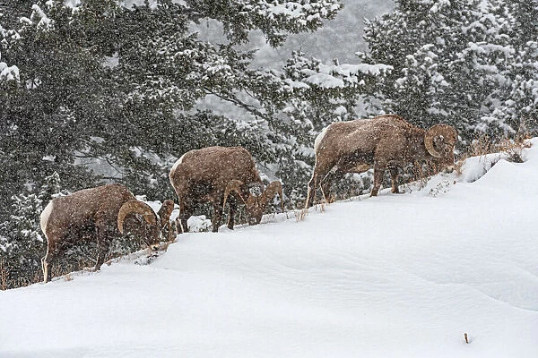 Bighorn Sheep (Ovis canadensis) in snowstorm near Hebgen Lake, Yellowstone National Park