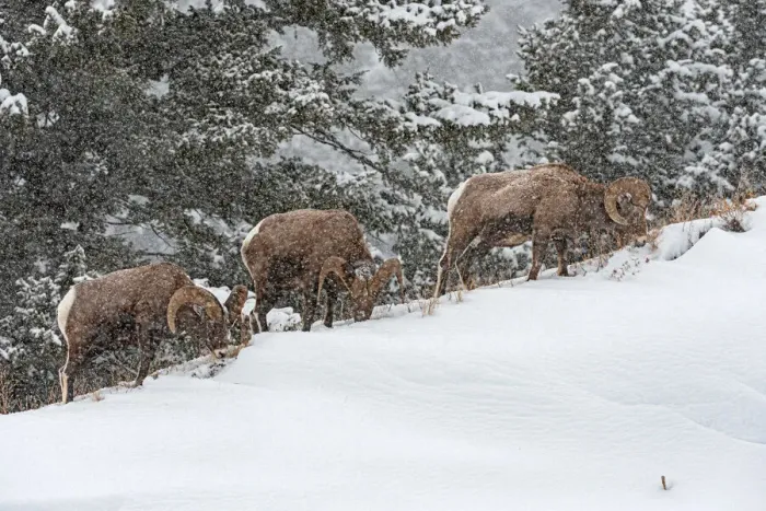 Framed Print : Bighorn Sheep (Ovis canadensis) in snowstorm near Hebgen Lake, Yellowstone National Park Framed Print : Bighorn Sheep (Ovis canadensis) in snowstorm near Hebgen Lake, Yellowstone National Park