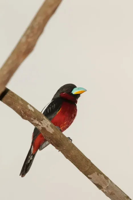 Framed Print : Black-and-red Broadbill (Cymbirhynchus macrorhynchos), Kaeng Krachan, Thailand Framed Print : Black-and-red Broadbill (Cymbirhynchus macrorhynchos), Kaeng Krachan, Thailand