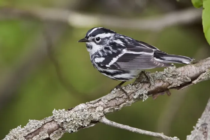 Framed Print : Black-and-white Warbler (Mniotilta varia), Ontario, Canada Framed Print : Black-and-white Warbler (Mniotilta varia), Ontario, Canada