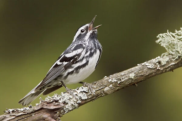 Black-and-white Warbler (Mniotilta varia) singing, Ontario, Canada