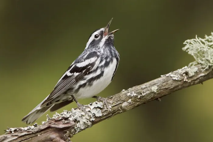 Framed Print : Black-and-white Warbler (Mniotilta varia) singing, Ontario, Canada Framed Print : Black-and-white Warbler (Mniotilta varia) singing, Ontario, Canada