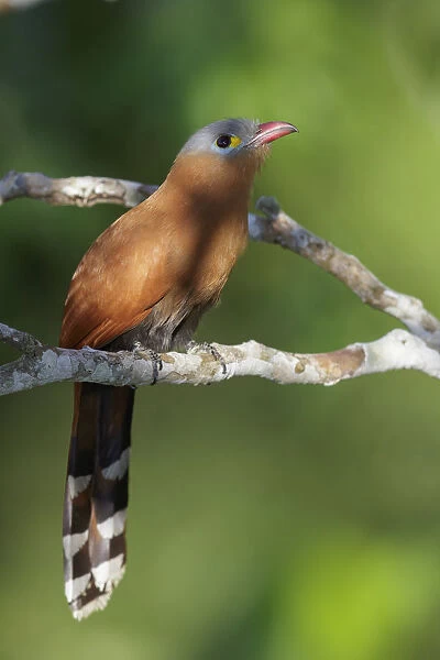 Black-bellied Cuckoo (Piaya melanogaster) perched on a branch, Brazil