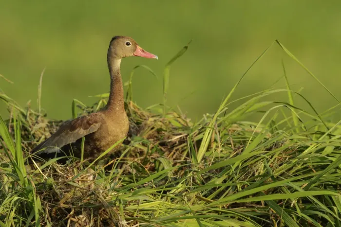 Framed Print : Black-bellied Whistling Duck (Dendrocygna autumnalis) perched on the ground, Colombia Framed Print : Black-bellied Whistling Duck (Dendrocygna autumnalis) perched on the ground, Colombia