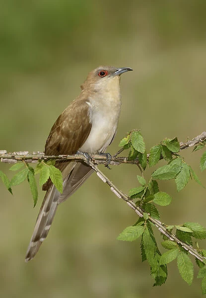 Black-billed Cuckoo (Coccyzus erythropthalmus) male, Texas, USA