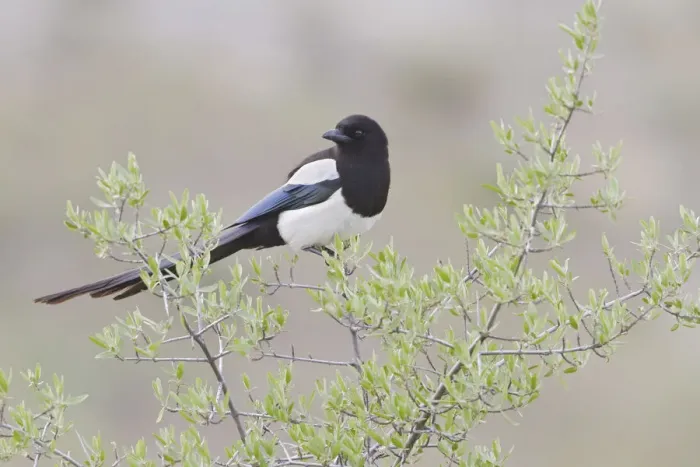 Framed Print : Black-billed Magpie (Pica hudsonia), Alberta, Canada Framed Print : Black-billed Magpie (Pica hudsonia), Alberta, Canada
