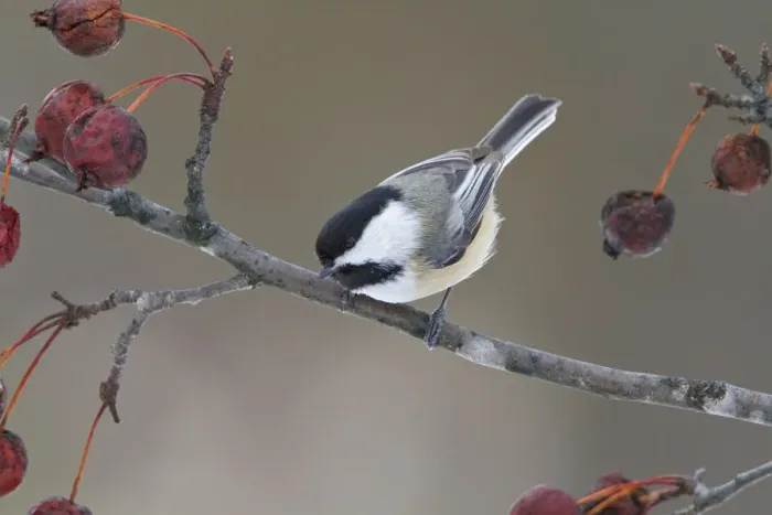 Framed Print : Black-capped Chickadee (Poecile atricapillus), Ontario, Canada Framed Print : Black-capped Chickadee (Poecile atricapillus), Ontario, Canada