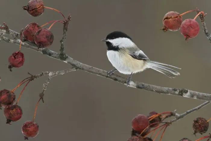 Framed Print : Black-capped Chickadee (Poecile atricapillus), Ontario, Canada Framed Print : Black-capped Chickadee (Poecile atricapillus), Ontario, Canada