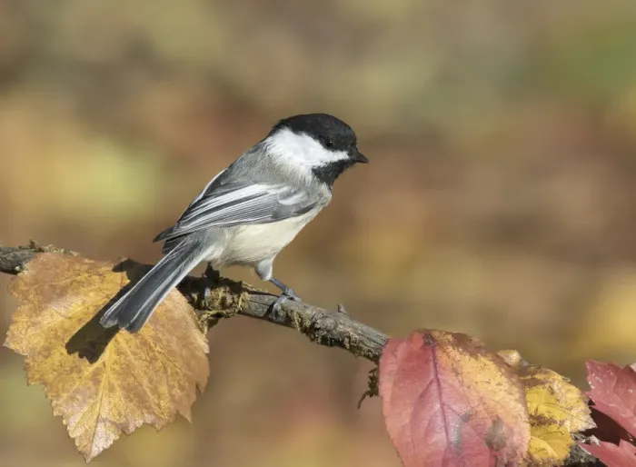 Framed Print : Black-capped Chickadee (Poecile atricapillus) perched on a branch, Saskatchewan, Canada Framed Print : Black-capped Chickadee (Poecile atricapillus) perched on a branch, Saskatchewan, Canada