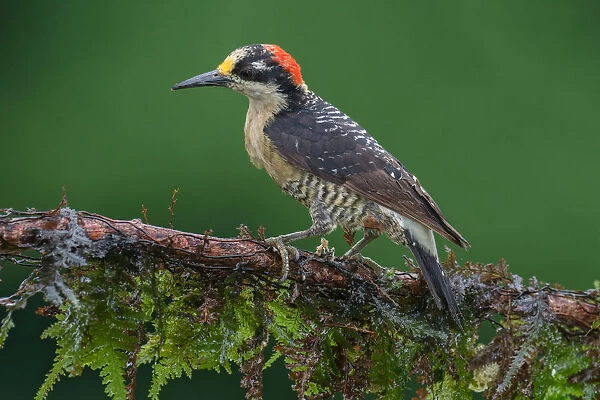 Black-cheeked Woodpecker (Melanerpes pucherani), Costa Rica