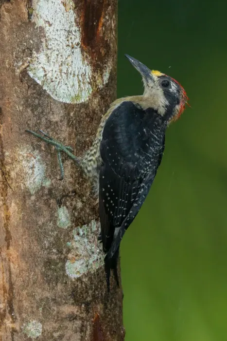 Framed Print : Black-cheeked Woodpecker (Melanerpes pucherani), Costa Rica Framed Print : Black-cheeked Woodpecker (Melanerpes pucherani), Costa Rica