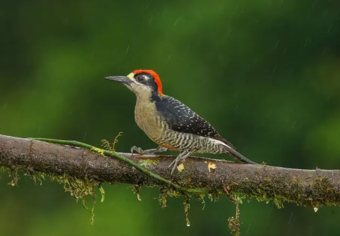 Framed Print : Black-cheeked Woodpecker (Melanerpes pucherani) male perched on a branch, Alajuela Framed Print : Black-cheeked Woodpecker (Melanerpes pucherani) male perched on a branch, Alajuela