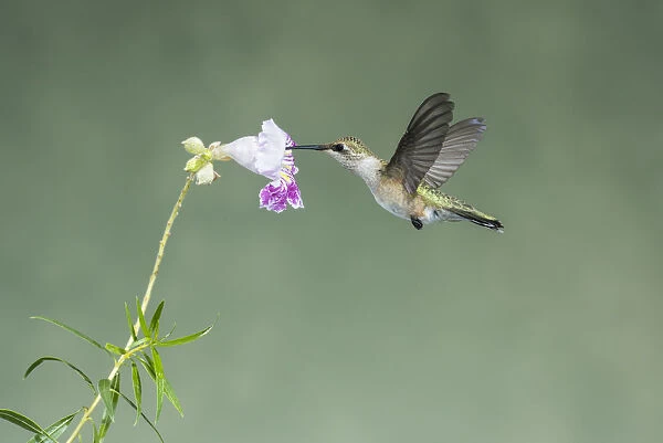 Black-chinned Hummingbird (Archilochus alexandri) young male feeding on flower nectar