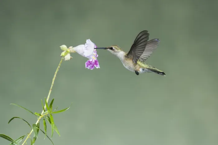 Framed Print : Black-chinned Hummingbird (Archilochus alexandri) young male feeding on flower nectar Framed Print : Black-chinned Hummingbird (Archilochus alexandri) young male feeding on flower nectar