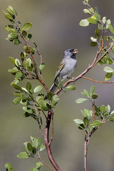 Black-chinned Sparrow (Spizella atrogularis) male, Arizona, USA