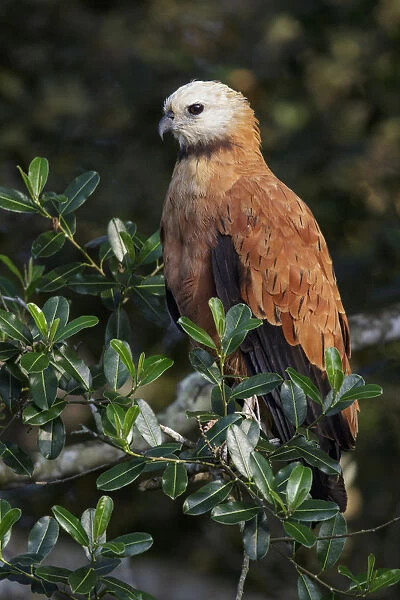 Black-collared Hawk (Busarellus nigricollis) perched on a branch, Pantanal, Brazil