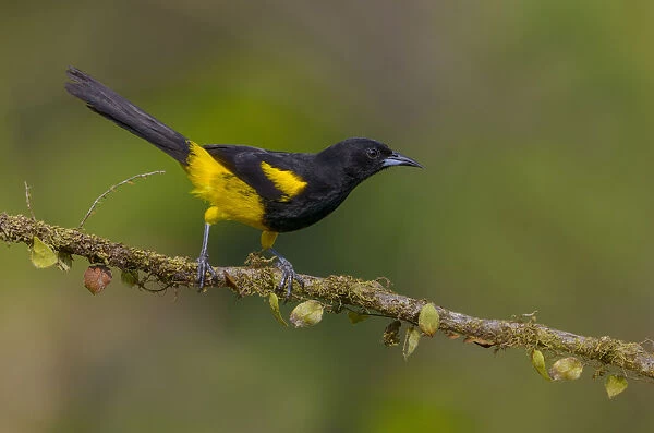 Black-cowled Oriole (Icterus prosthemelas) perched on a branch, Alajuela, Costa Rica