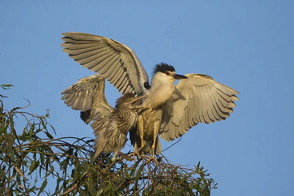 Black-crowned Night Heron (Nycticorax nycticorax) four week old chick begging for food