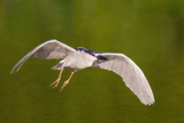 Framed Print : Black-crowned Night Heron (Nycticorax nycticorax) flying, Florida, USA Framed Print : Black-crowned Night Heron (Nycticorax nycticorax) flying, Florida, USA
