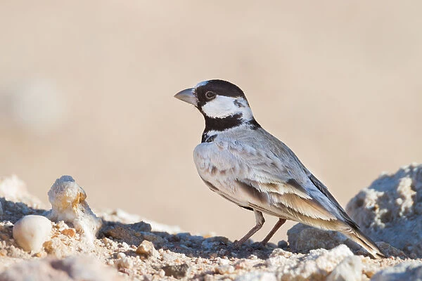Black-crowned Sparrow-Lark (Eremopterix nigriceps), Oman