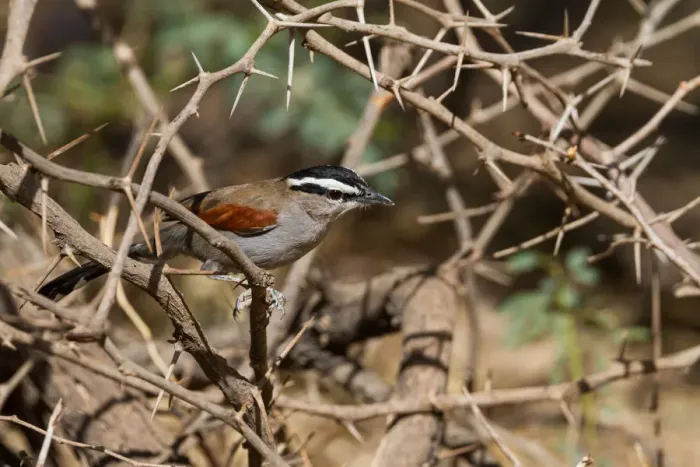 Framed Print : Black-crowned Tchagra (Tchagra senegalus percivali) perched on a branch, Oman Framed Print : Black-crowned Tchagra (Tchagra senegalus percivali) perched on a branch, Oman