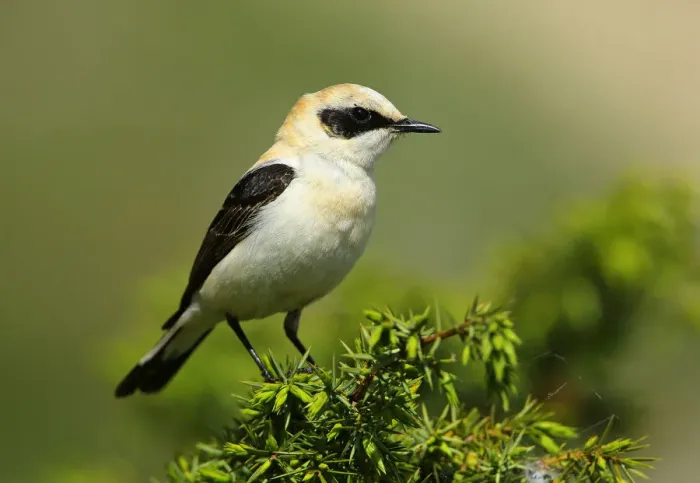 Framed Print : Black-eared Wheatear (Oenanthe hispanica) male perched on a branch, French Riviera Framed Print : Black-eared Wheatear (Oenanthe hispanica) male perched on a branch, French Riviera