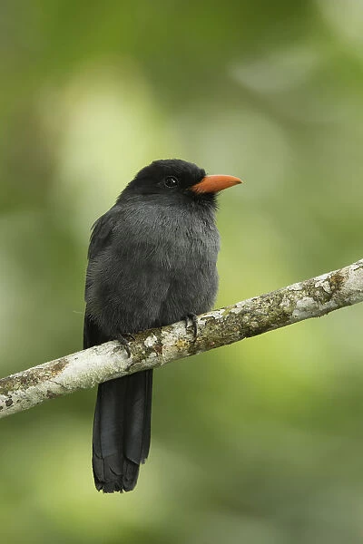 Black-fronted Nunbird (Monasa nigrifrons), Ecuador