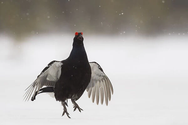 Black Grouse (Tetrao tetrix) male jumping and calling in the snow to attract a female, Finland