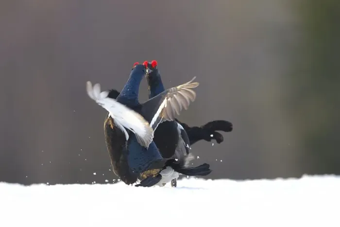Framed Print : Black Grouse (Tetrao tetrix) showdown on ice during courtship, Kuusamo, Northern Ostrobothnia, Finland Framed Print : Black Grouse (Tetrao tetrix) showdown on ice during courtship, Kuusamo, Northern Ostrobothnia, Finland
