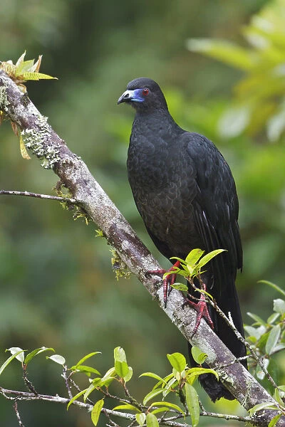 Black Guan (Chamaepetes unicolor), Costa Rica