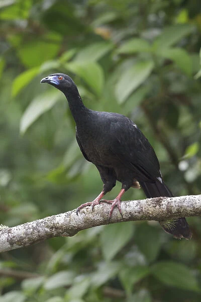 Black Guan (Chamaepetes unicolor), Costa Rica
